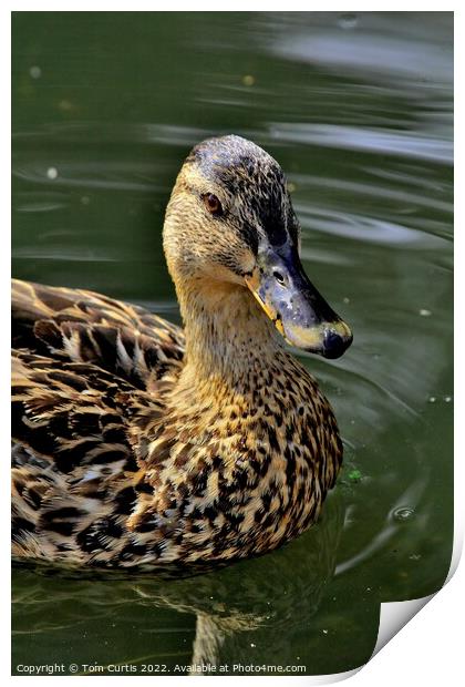 Mallard Duck Female Print by Tom Curtis