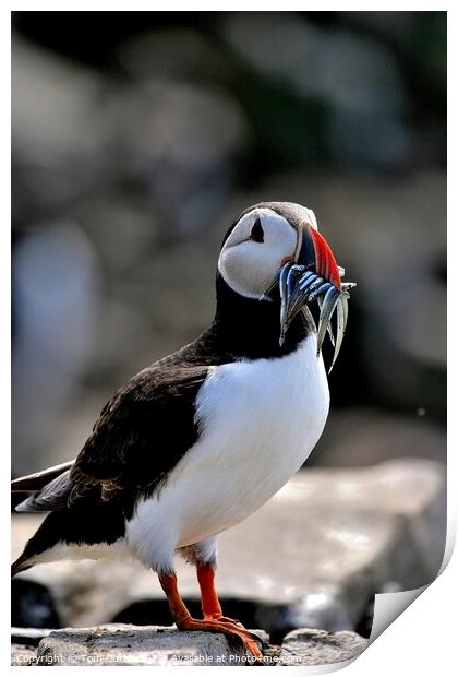 Puffin with Sandeels Print by Tom Curtis