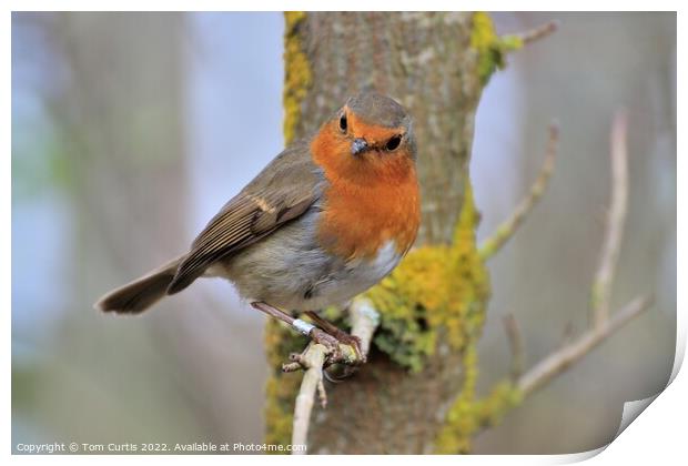 Robin perched on a tree branch Print by Tom Curtis