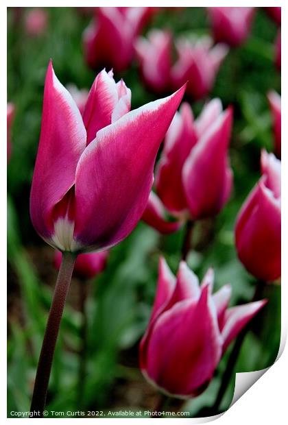 Tulip Ballade closeup Print by Tom Curtis
