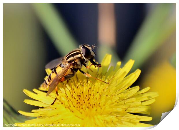 Hoverfly perched on flower Print by Tom Curtis
