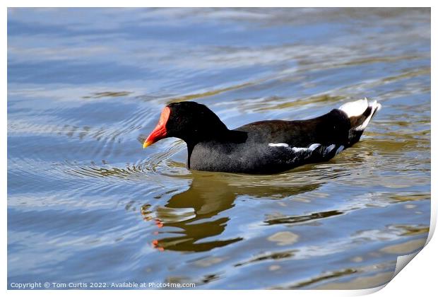 Moorhen with reflections Print by Tom Curtis