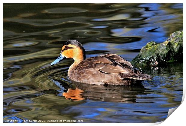 Philippine Duck and reflections Print by Tom Curtis