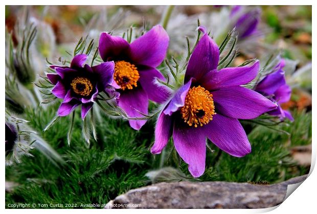 Pasque flower Pulsatilla  Print by Tom Curtis