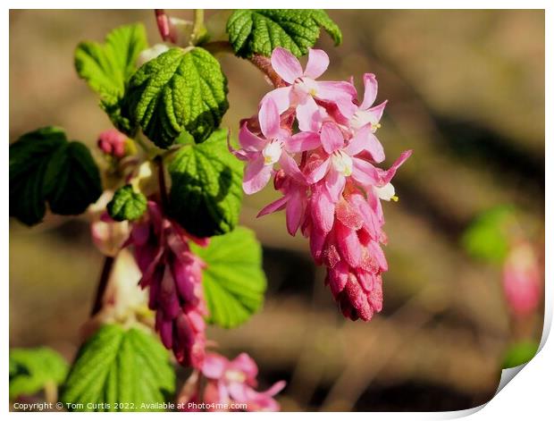 Flowering Currant Print by Tom Curtis