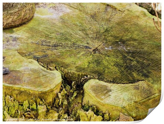 Outdoor Sawn off Tree Print by Tom Curtis