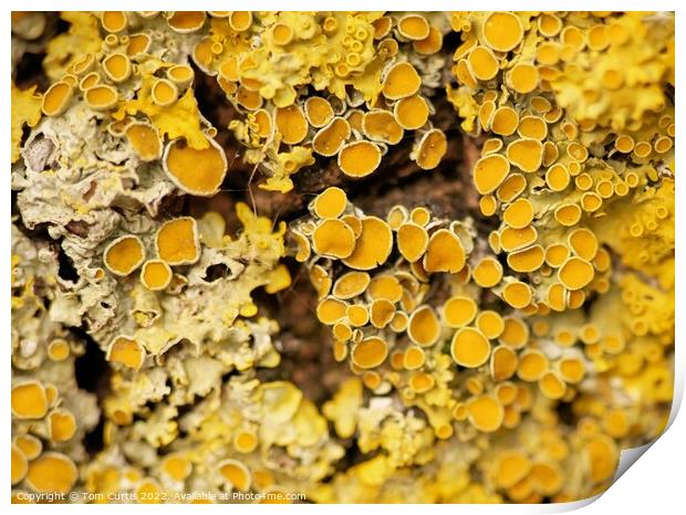 Lichens closeup Print by Tom Curtis