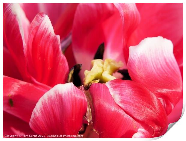 Deep Pink Tulip flower Print by Tom Curtis