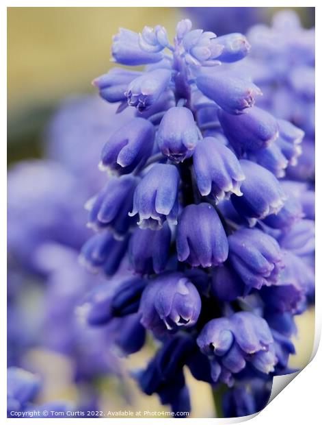 Grape Hyacinth  flower Print by Tom Curtis