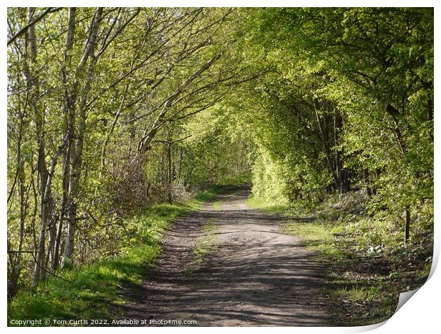 Overhanging trees  at Carlton Marsh Print by Tom Curtis