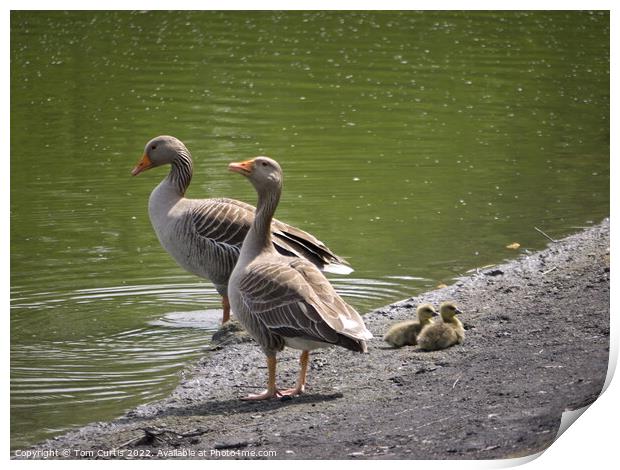 Greylag Geese and Chicks Print by Tom Curtis