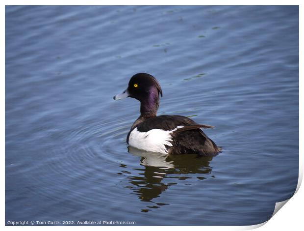 Tufted Duck Print by Tom Curtis