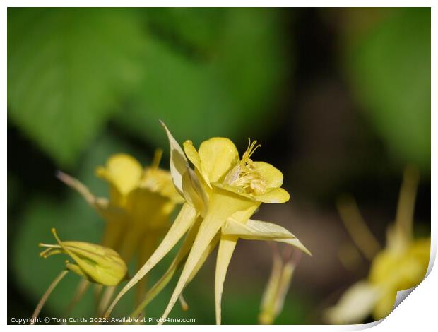 Aquilegia flower yellow Print by Tom Curtis