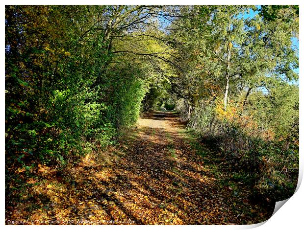 Archway of trees in Autumn Print by Tom Curtis