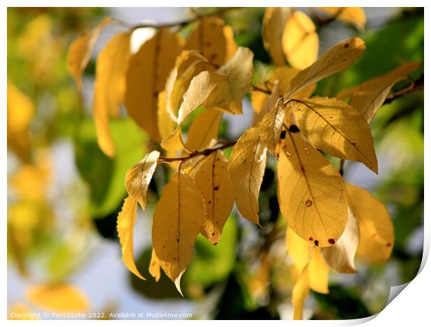 Yellow leaves in Autumn Print by Tom Curtis