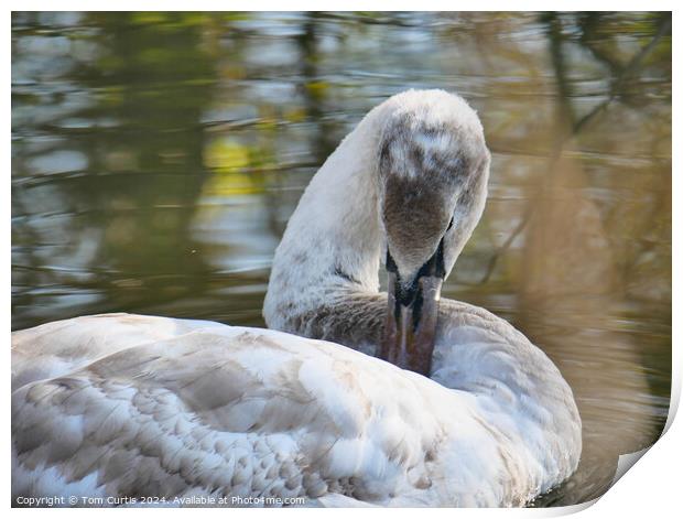Cygnet in the water Print by Tom Curtis