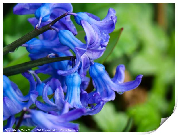 Hyacinth Blue Print by Tom Curtis