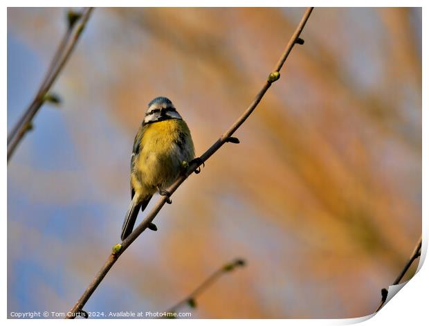 Blue Tit perched in a Tree Print by Tom Curtis
