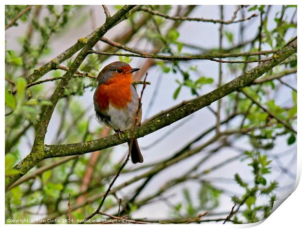 Robin  Print by Tom Curtis