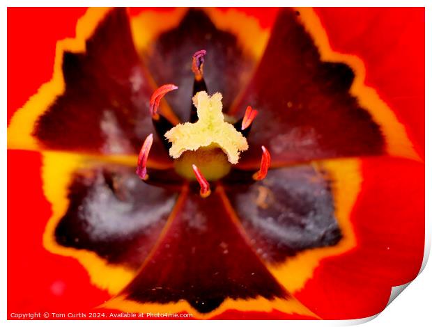 Red Tulip Print by Tom Curtis