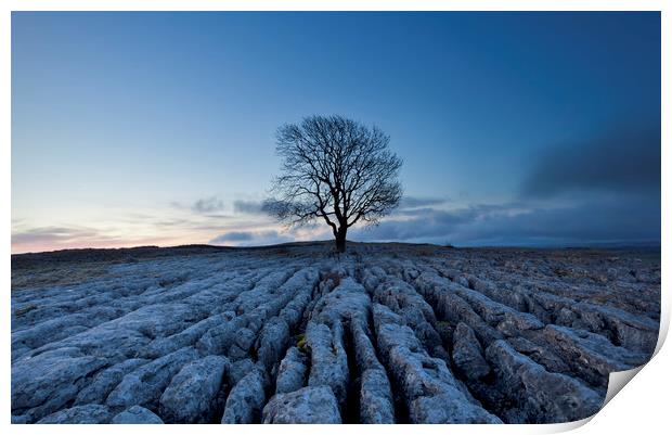 Malham Lone Tree Print by Colin Jarvis
