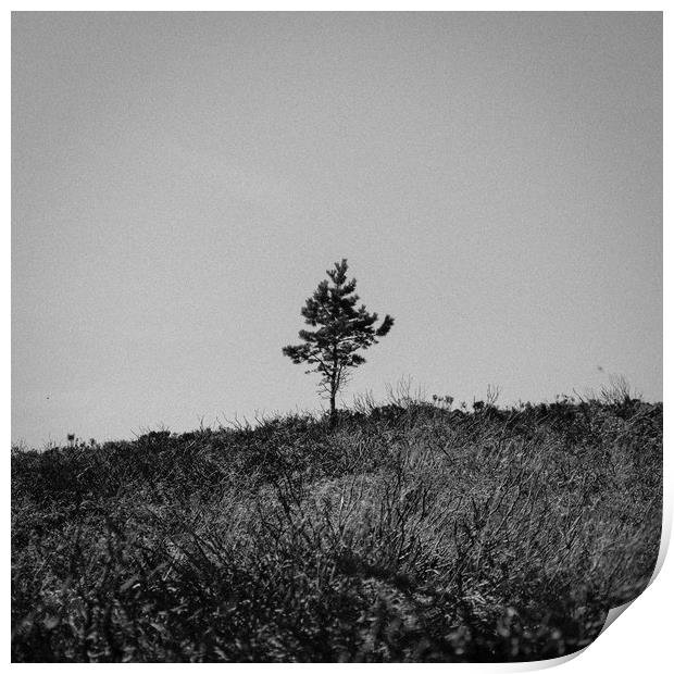 Lonely Tree Print by Craig Bennett