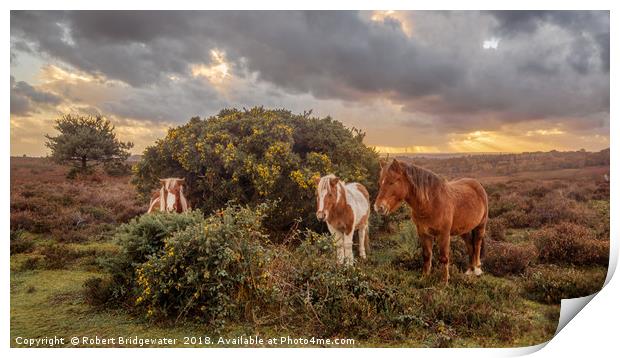 New Forest ponies sheltering from the storm Print by Robert Bridgewater