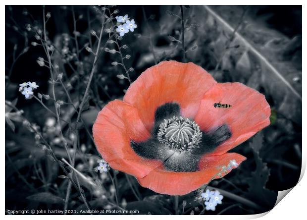 Red Poppy & A Hover Fly Print by john hartley