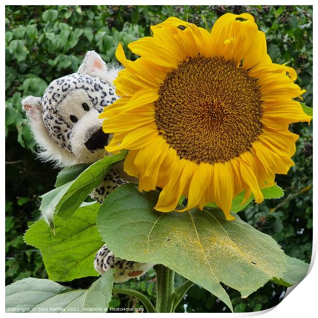 Sunflower and a cuddly toy Print by john hartley