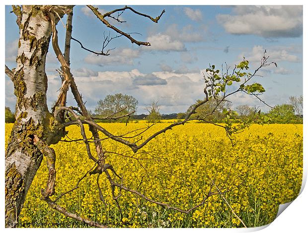 Yellow Rapeseed across the fields in Norfolk Print by john hartley