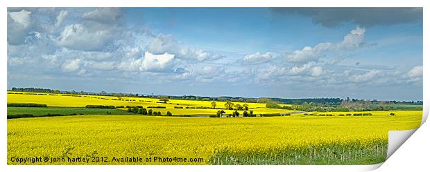 Mellow Yellow- Panoramic Rape Fields North Norfolk Print by john hartley