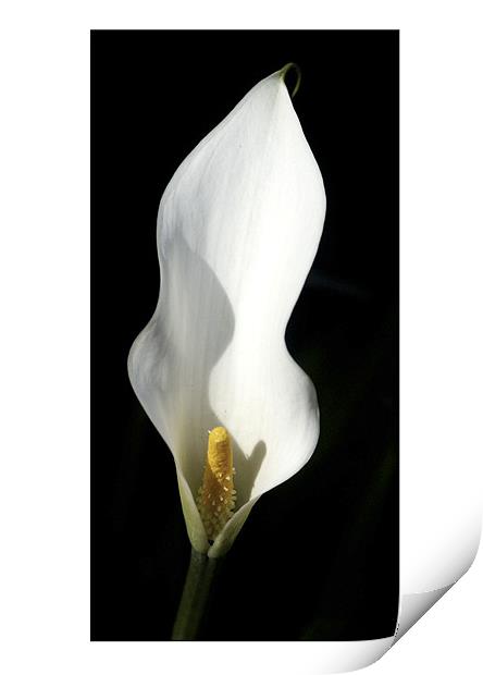 Pure White Calla Lily - Black Background Print by john hartley
