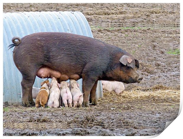 Baby Piglets suckling on a large brown sow. Print by john hartley