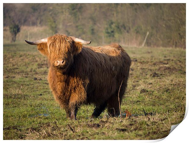 Highlander - Highland Cattle Breed Bull #2 Print by john hartley