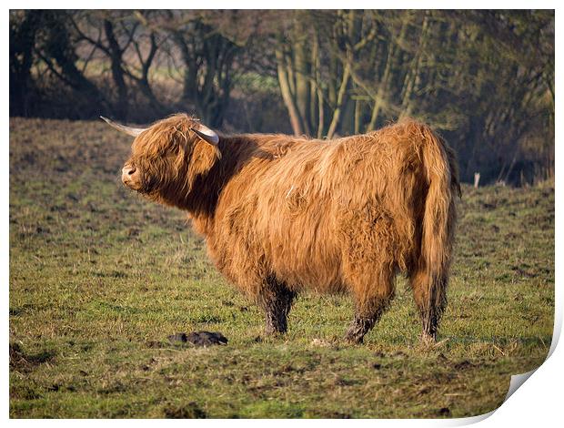 Highland Cattle in a grassy field #3 Print by john hartley