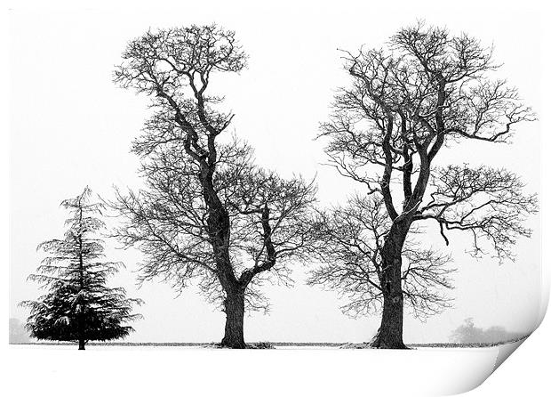Tree Structure - Three Trees silhouetted  against  Print by john hartley