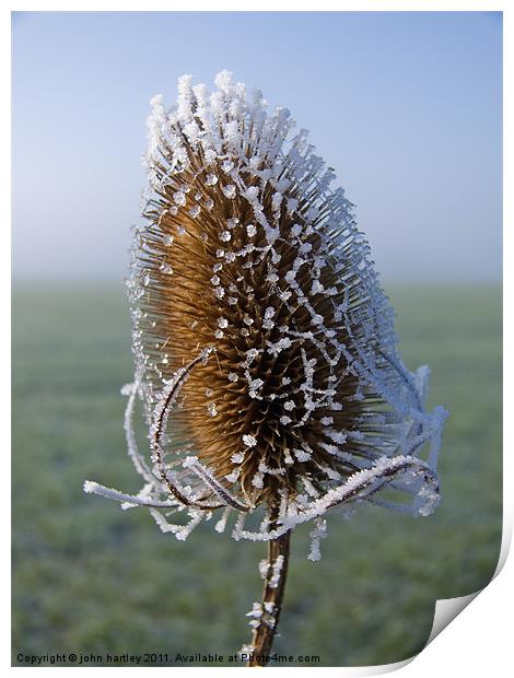 Frosted Teazel thistle head Print by john hartley