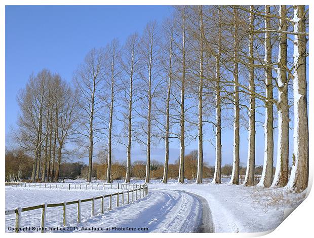 Sunny Winter country snow scene with poplar trees  Print by john hartley