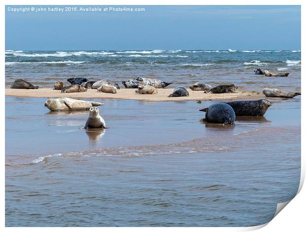  Seals basking at Blakeney Point in North Norfolk Print by john hartley