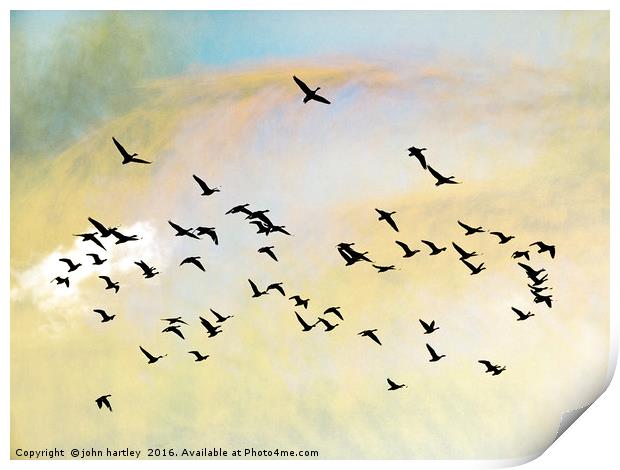 Pink Foot Geese in flight - photo art composite im Print by john hartley