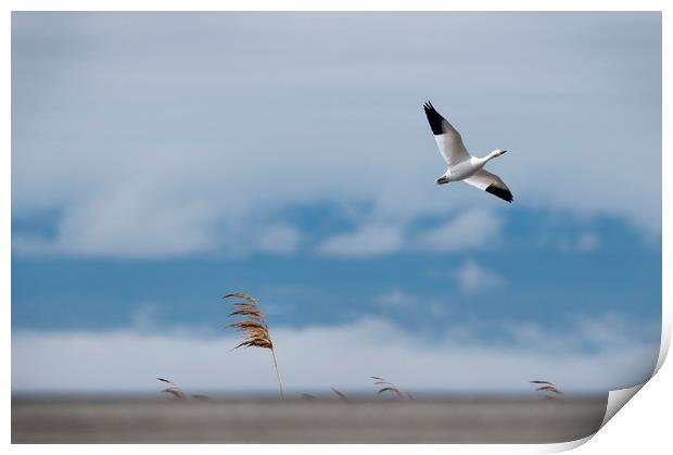 Snow Goose Migration Print by Roxane Bay
