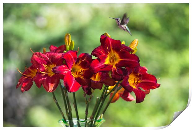 Tiny visitor amongst the lillies Print by Roxane Bay