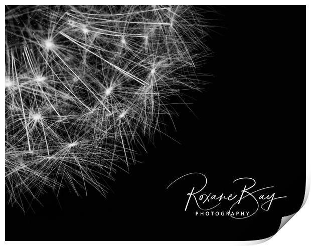 BR Dandelion Seeds landscape Print by Roxane Bay