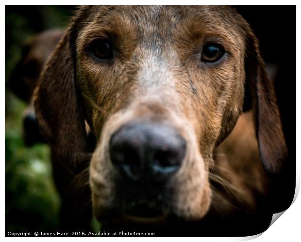 Fox Hound Print by James Hare