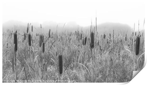 Bullrushes Print by James Hare