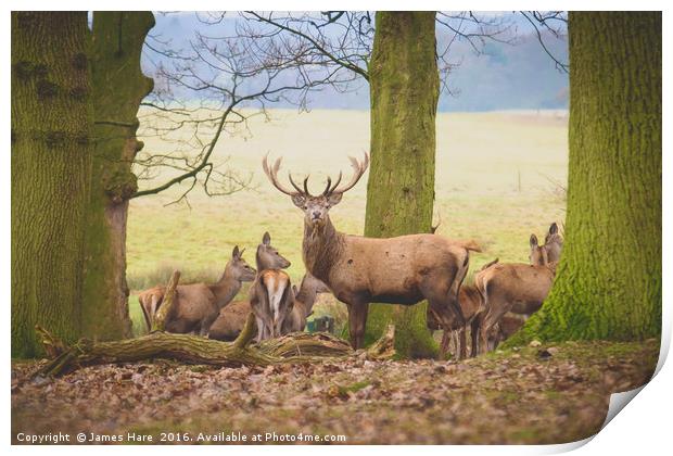 Red Deer Stag Print by James Hare