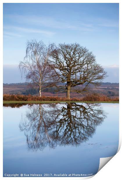 Winter Trees, New Forest Print by Sue Holness