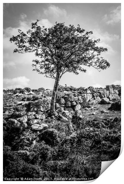 Dartmoor tree and wall - Devon Print by Adam North