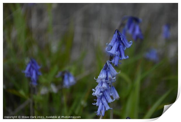 Bluebells ancing in the breeze Print by Steve Clark