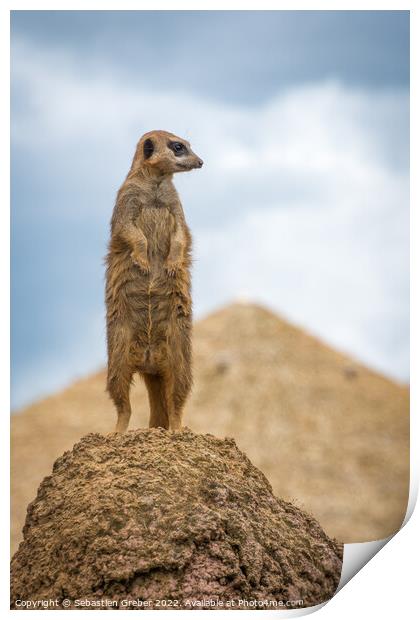 Meerkat on the lookout Print by Sebastien Greber